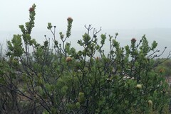 Protea glabra