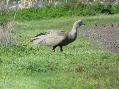 Cereopsis novaehollandiae