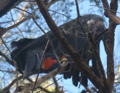 Calyptorhynchus lathami