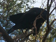 Calyptorhynchus lathami