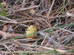 Calyptorhynchus lathami