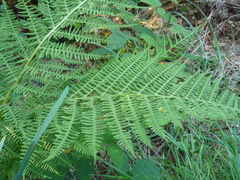 Athyrium filix-femina