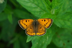 Lycaena dispar
