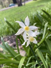 Narcissus