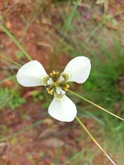 Moraea tricuspidata