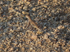 Callisaurus draconoides