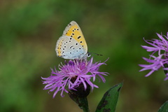 Lycaena dispar