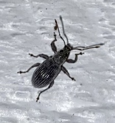 Cyrtepistomus castaneus