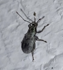 Cyrtepistomus castaneus