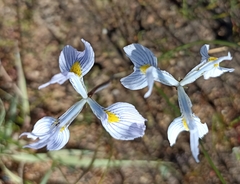 Moraea ogamana