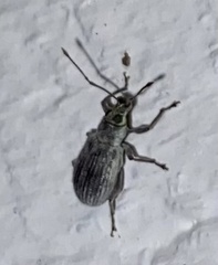 Cyrtepistomus castaneus