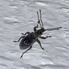 Cyrtepistomus castaneus