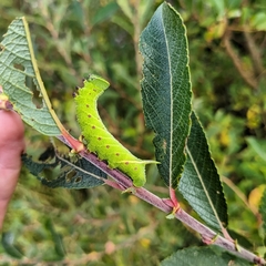 Smerinthus ocellata