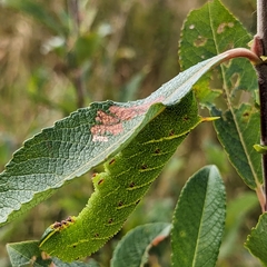 Smerinthus ocellata