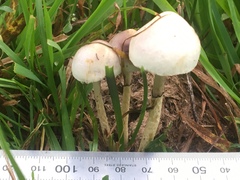 Protostropharia semiglobata