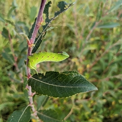 Smerinthus ocellata