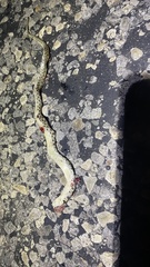 Thamnophis marcianus