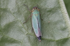 Cicadella viridis