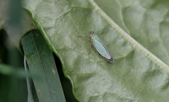 Cicadella viridis