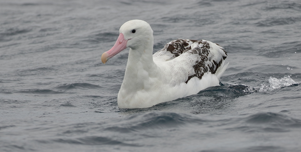 Tristan Albatross photo