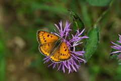 Lycaena dispar