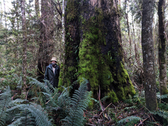 Eucalyptus viminalis