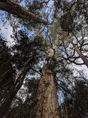 Eucalyptus viminalis