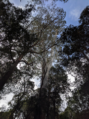 Eucalyptus viminalis
