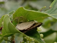 Thomisidae