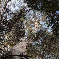 Eucalyptus viminalis