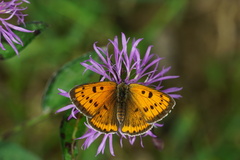 Lycaena dispar
