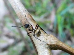 Polyrhachis rufifemur