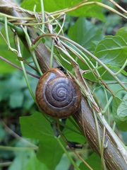 Helicoidea