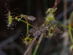 Limoniidae