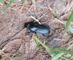 Carabidae