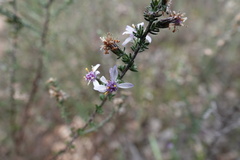 Olearia floribunda