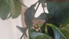 Rhaphigaster nebulosa