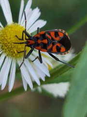 Spilostethus saxatilis