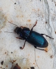 Harpalus