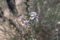 Olearia floribunda