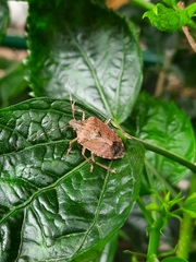 Halyomorpha picus