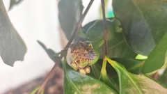 Rhaphigaster nebulosa