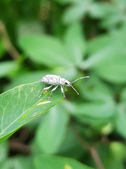 Myllocerus undecimpustulatus