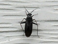 Orthocephalus saltator