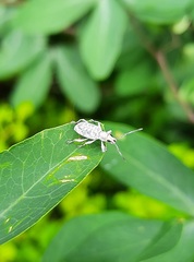 Myllocerus undecimpustulatus