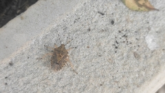 Rhaphigaster nebulosa