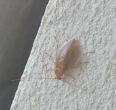 Ectobius vittiventris