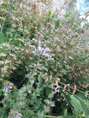 Salvia sclarea