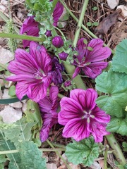 Malva sylvestris
