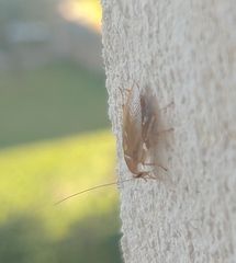 Ectobius vittiventris